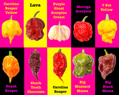 Worlds hottest chilli 100 - worlds,