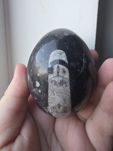 Orthoceras fossil polished egg - orthoceras,