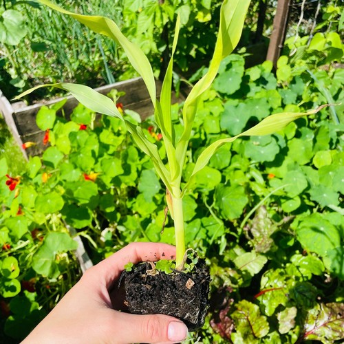 Sweetcorn organic grown - organic,