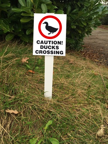 Caution ducks crossing - ducks, crossing"