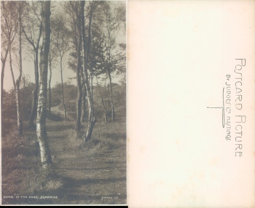 Park path with trees - path,