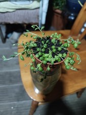 Live Plants 🌵 String Of