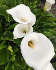 White Calla Lily Zantedeschia