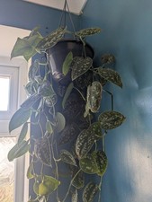 Satin Pothos House Plant