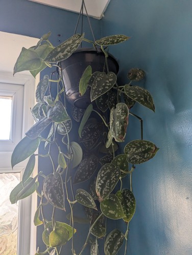 Satin pothos house plant - pothos,