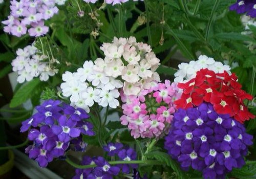 Verbena hybrida ideal - hybrida, florist