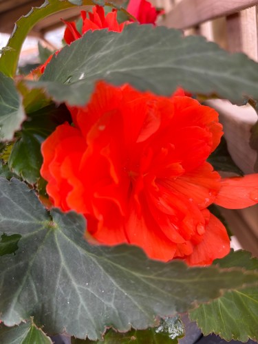 Six hardy trailing orange - six,