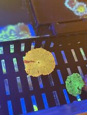 WYSIWYG OG Jawbreaker Mushroom