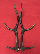 PAIR OF RED DEER ANTLERS 568g.   aprox. 49,5cm.