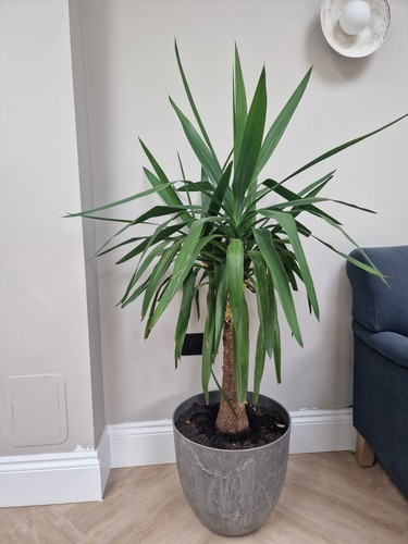 Large yucca maya tree - large,