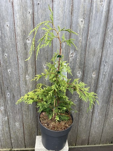 Nootka cypress tree - cypress,