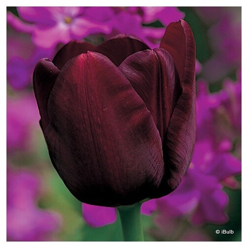 Tulip queen the night - tulip, 'queen