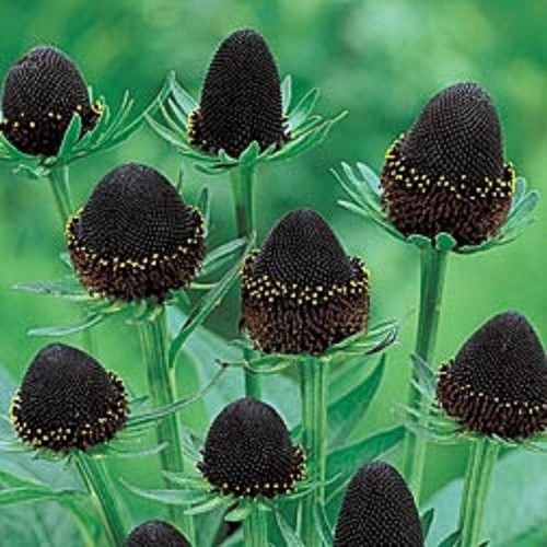 Rudbeckia coneflower - rudbeckia,