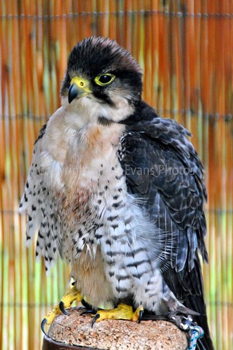 Lanner falcon falco - lanner, (falco