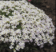 White aubrieta purity - white,