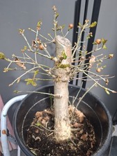 EXTRA LARGE Oak Bonsai Tree