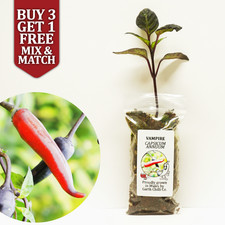 Vampire - Rare Chilli Pepper