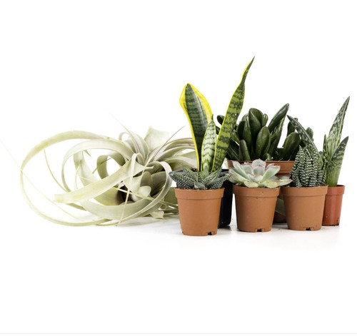 Desert plant kit 36x18 live - plant, 7