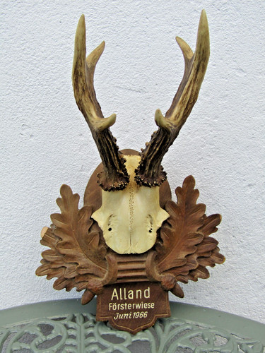 Roe deer antlers mounted - antlers, on