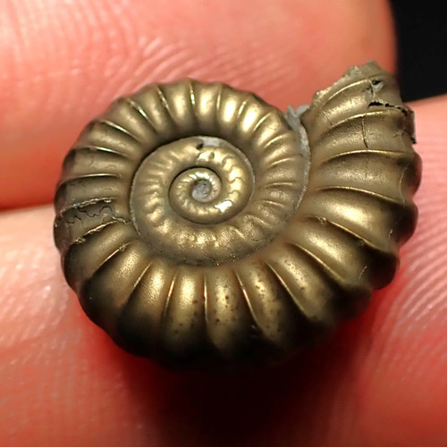 Promicroceras pyritosum