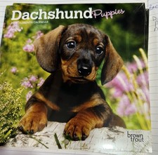 Dachshund puppies sausage dog