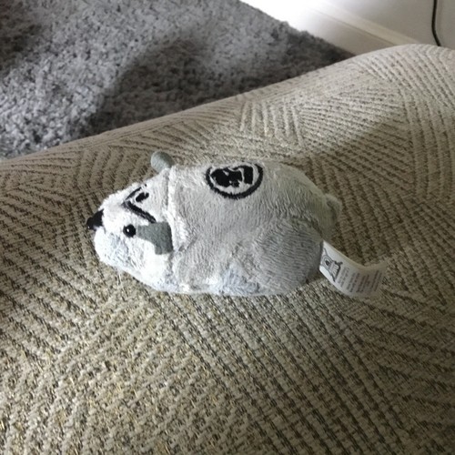 Zhu pets - zhu,