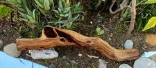 Large Driftwood Manzanita