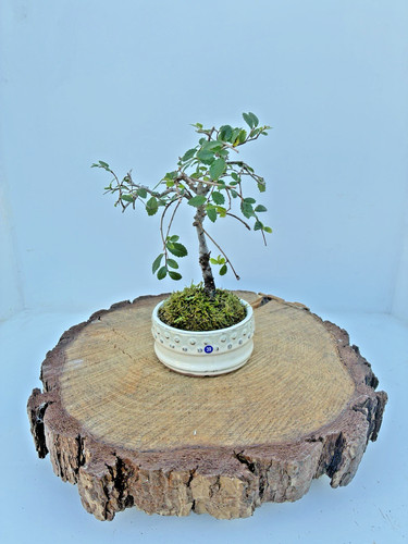 Chinese elm ulmus parvifolia - chinese, (