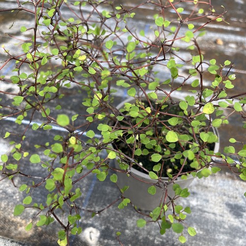 Muehlenbeckia astonii wiggy - -,