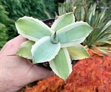 Agave potatorum ' Snowfall' - Variegated - Industrial Agaves