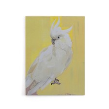 White Cockatoo Parrot Bird