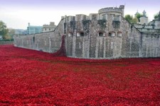Tower of London Poppy Blood Swept Lands and Seas of Red Photograph Print