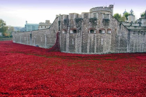 Tower london poppy blood - tower, of