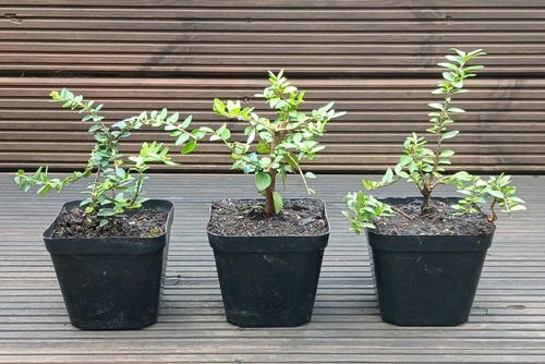 Lonicera nitida hedging box - nitida,