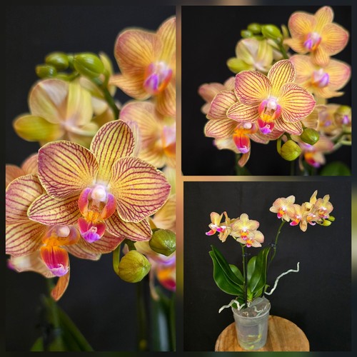 Phalaenopsis gold staff - phalaenopsis, "gold