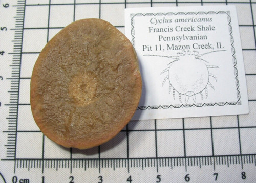 Pennsylvanian carboniferous - pennsylvanian,
