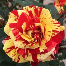 Brushstrokes -5.5lt Potted Floribunda Garden Rose- Red/Yellow Stripe - Fragrant