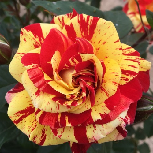 Brushstrokes 5lt potted - brushstrokes,
