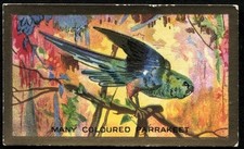 Tobacco Card, Cavanders