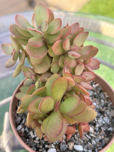 Succulent crassula variegated - succulent,