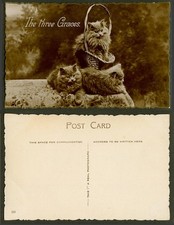The 3 Three Graces, Cats Kittens Cat Kitten, Basket Pets Old Real Photo Postcard