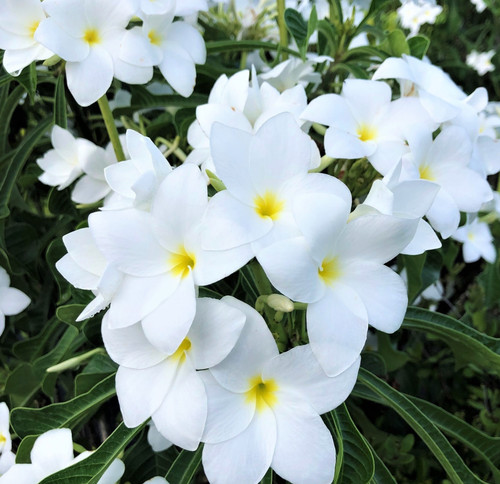 Plumeria pudica snow bridal - plumeria,