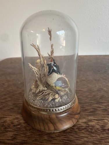 Arizona olive wood terrarium - olive,