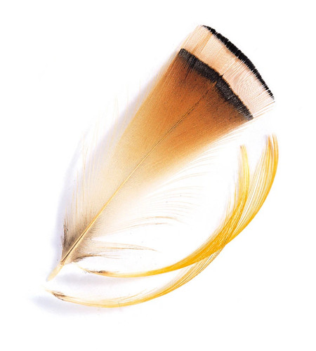 Veniard golden pheasant - veniard,