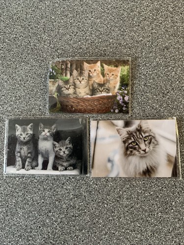 Cat kitten fridge magnets set - cat/kitten,