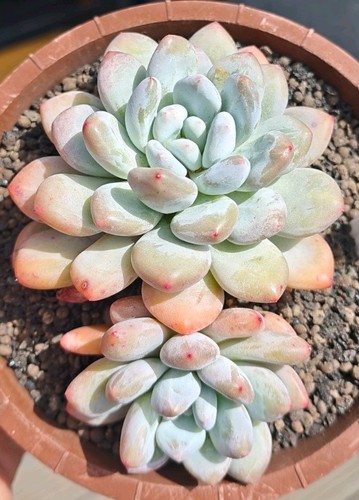 Echeveria perfume - (large),