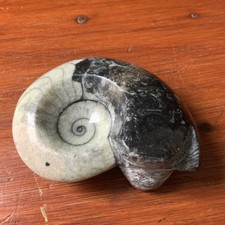 GONIATITE FOSSIL AMMONITE POLISHED FREESTANDING.
