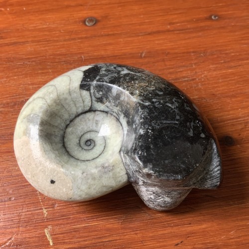 Goniatite fossil ammonite - goniatite,
