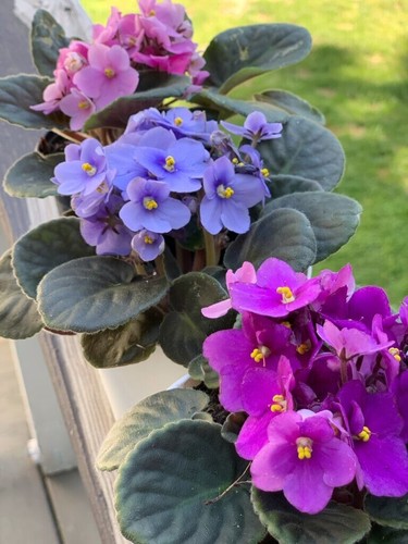 African violet mix - african, color