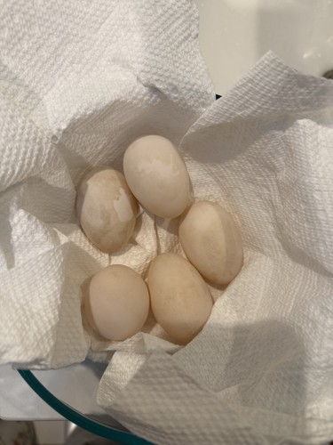 Dozen duck eggs for - 1, (for